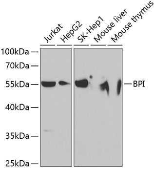 BPI Antibody