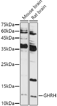 GHRH Antibody