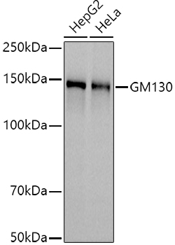 GOLGA2 Antibody