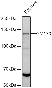 GOLGA2 Antibody