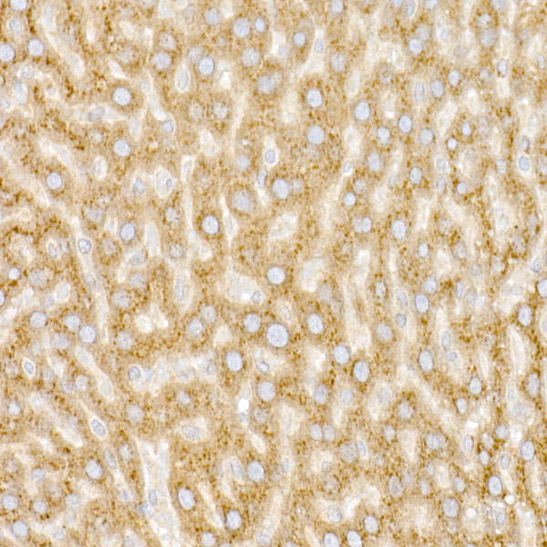 GOLGA2 Antibody