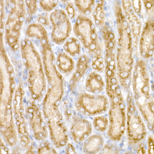 GOLGA2 Antibody