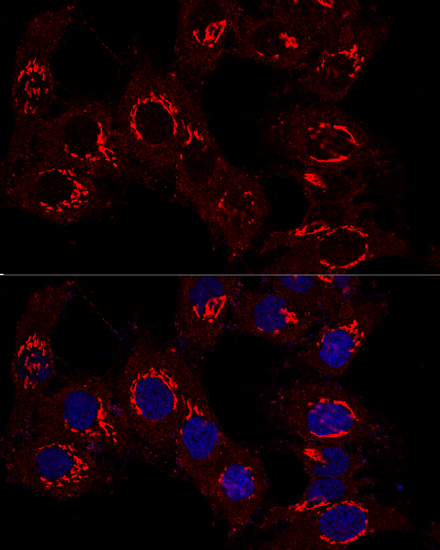 GOLGA2 Antibody