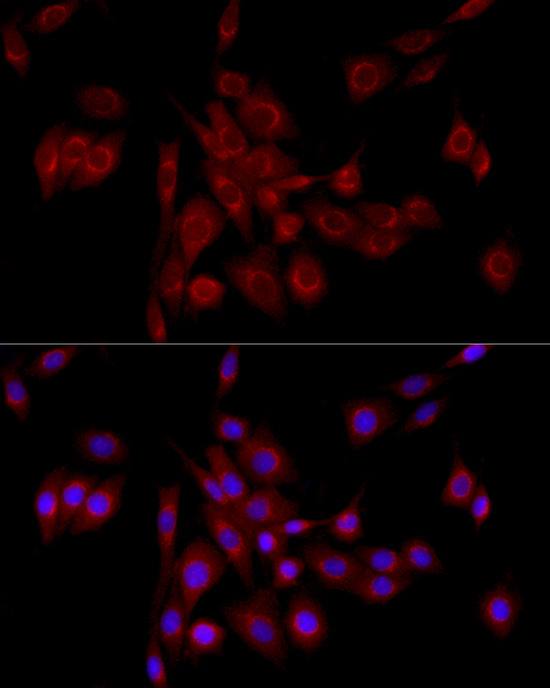 GOLGA2 Antibody