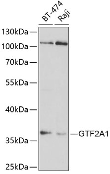 GTF2A1 Antibody