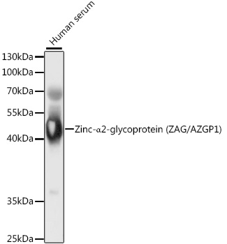 AZGP1 Antibody