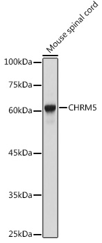 CHRM5 Antibody