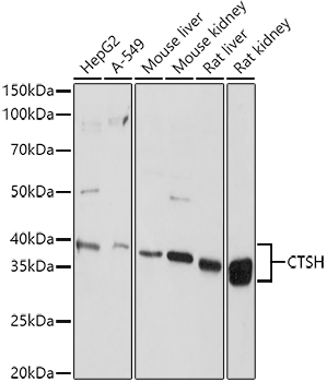 CTSH Antibody