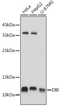 DBI Antibody