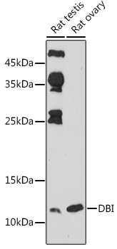 DBI Antibody