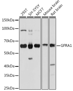 GFRA1 Antibody