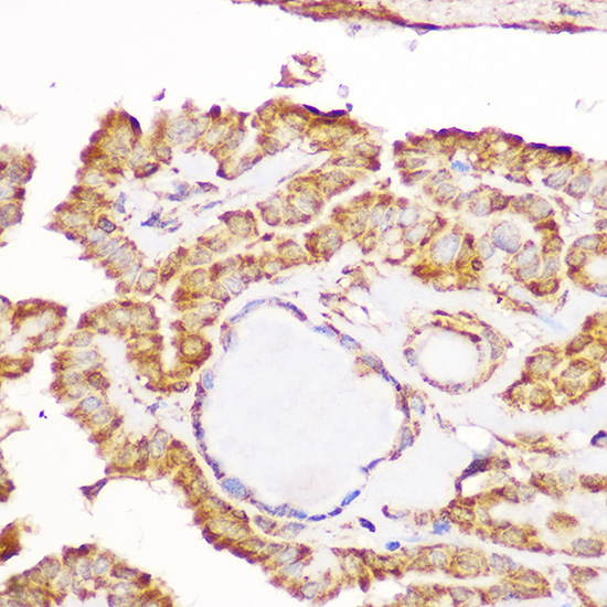 GFRA1 Antibody