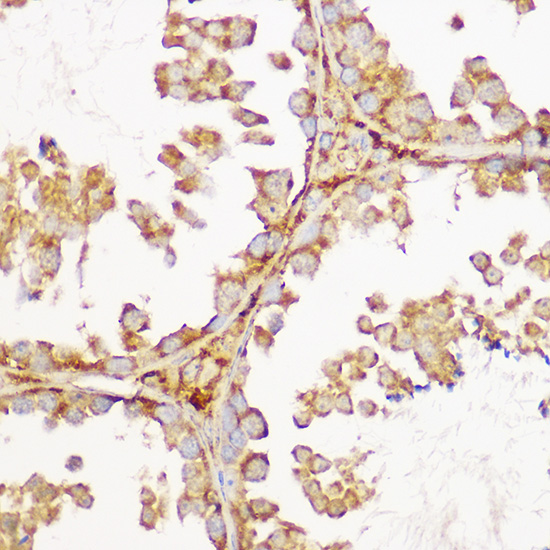 GFRA1 Antibody