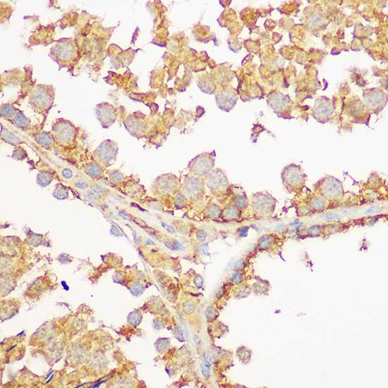 GFRA1 Antibody