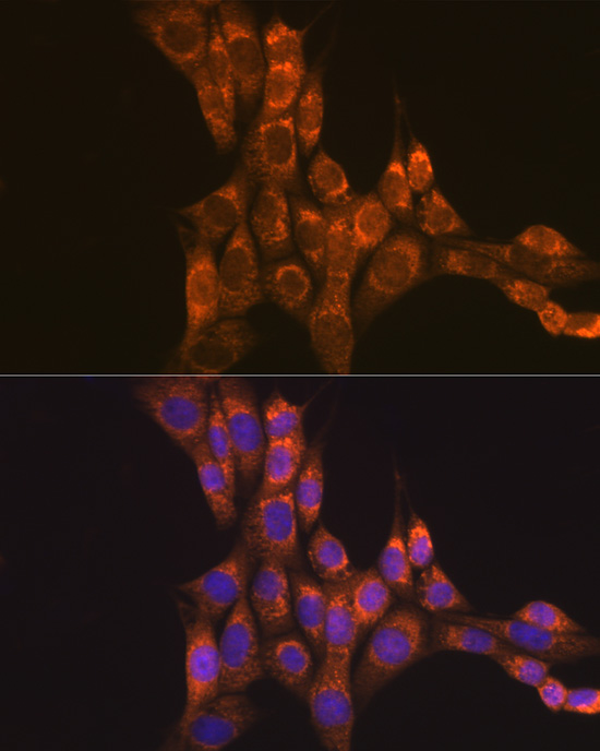 GFRA1 Antibody