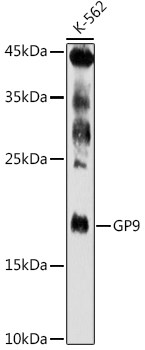 GP9 Antibody