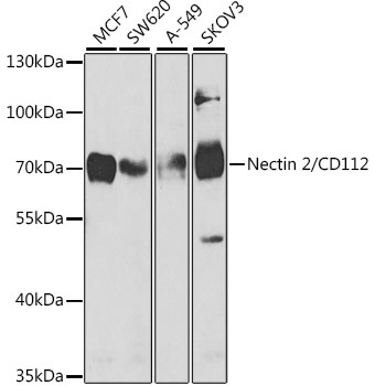 PVRL2 Antibody