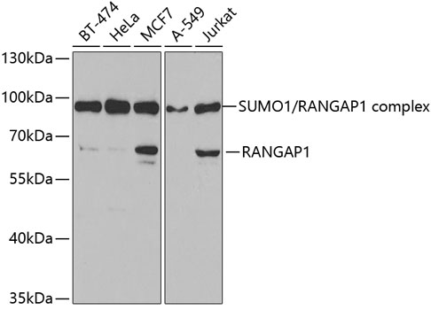 RANGAP1 Antibody