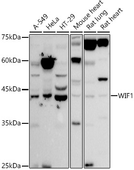 WIF1 Antibody