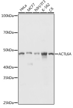 ACTL6A Antibody