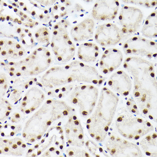 ACTL6A Antibody