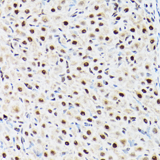 ACTL6A Antibody