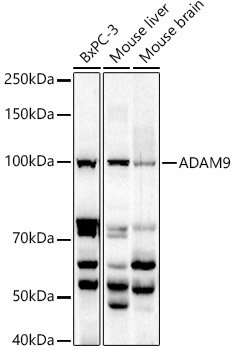 ADAM9 Antibody