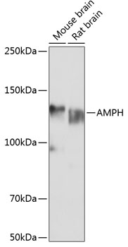 AMPH Antibody