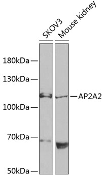 AP2A2 Antibody