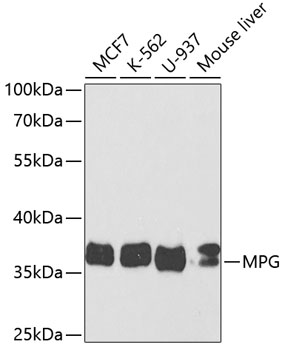 MPG Antibody