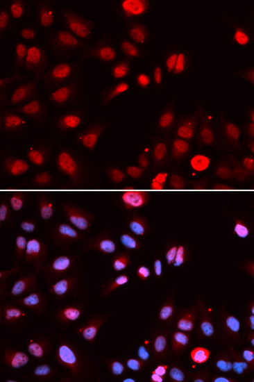 MPG Antibody