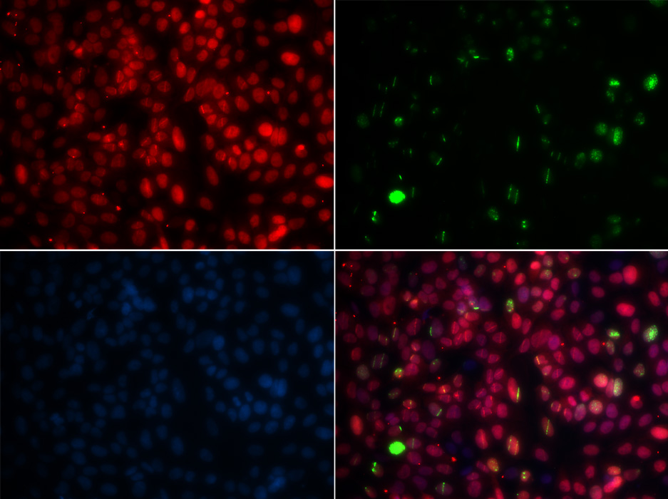 MPG Antibody