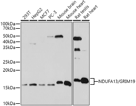 NDUFA13 Antibody