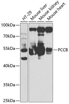 PCCB Antibody