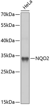 NQO2 Antibody