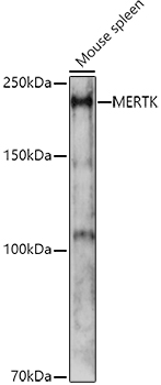 MERTK Antibody