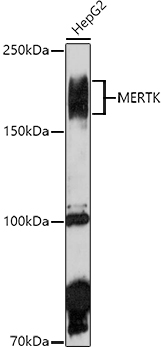 MERTK Antibody