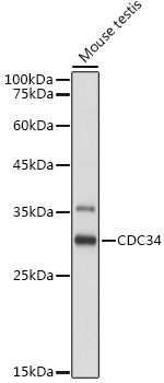 CDC34 Antibody