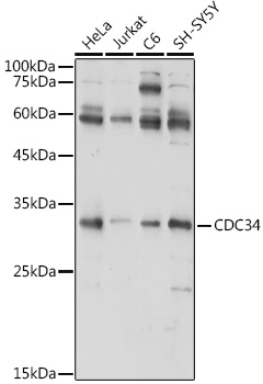 CDC34 Antibody