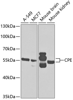 CPE Antibody