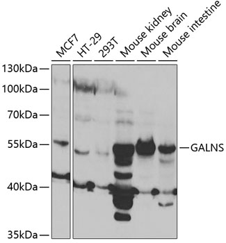 GALNS Antibody