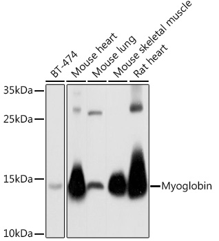 MB Antibody