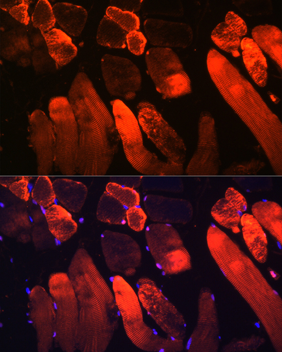 MB Antibody