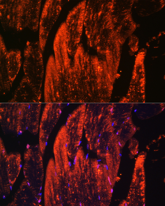 MB Antibody