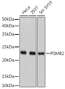 PSMB2 Antibody