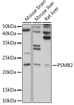 PSMB2 Antibody