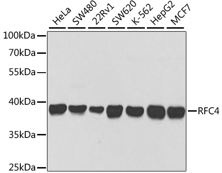 RFC4 Antibody