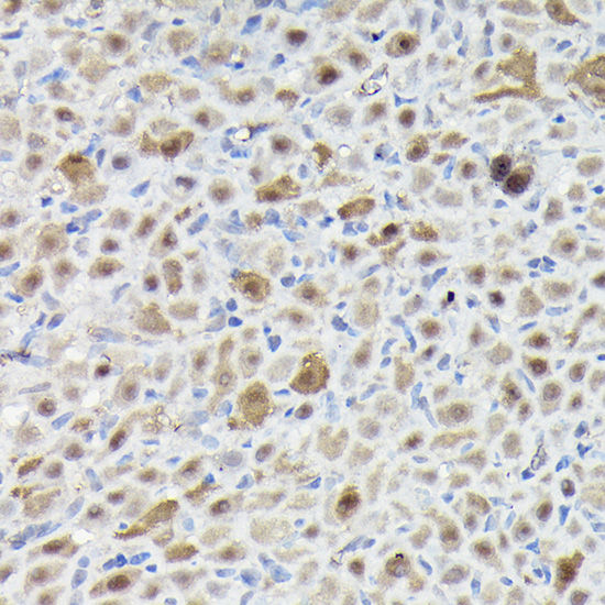 SNRPE Antibody