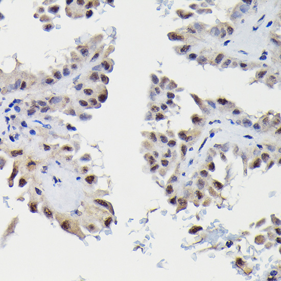 SNRPE Antibody