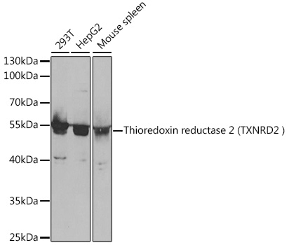 TXNRD2 Antibody